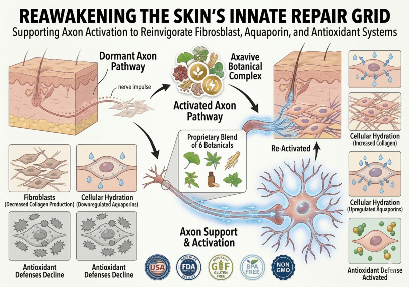 Diagram contrasting skin with and without active nerve communication.